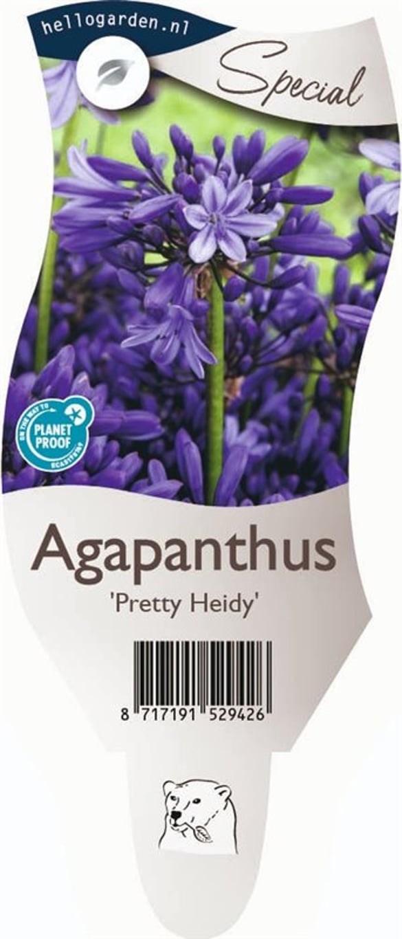Agapanthus 'Pretty Heidy' - P11